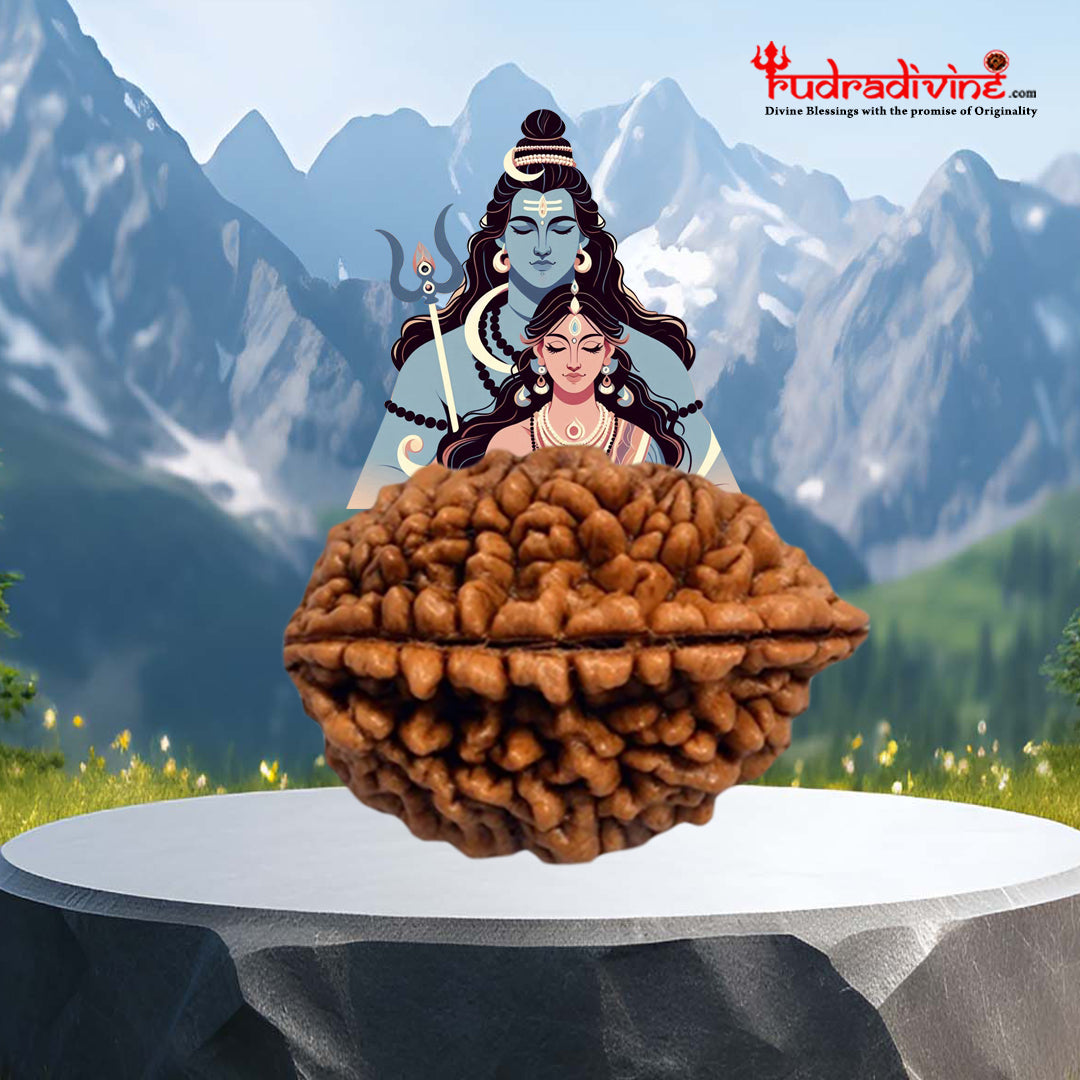 02 Mukhi Rameshwaram Rudraksha