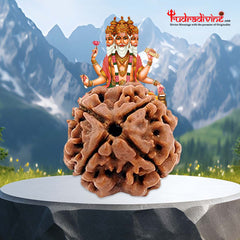 4  face / Mukhi  Nepali Rudraksha