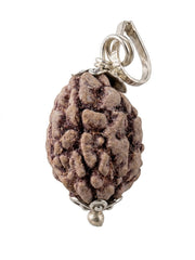RUDRADIVINE 3 Mukhi Rudraksha with Silver Plated Cap | 3 Mukhi Rudraksh Pendant for Puja, Meditation, Mantra Chanting & Spiritual Practice