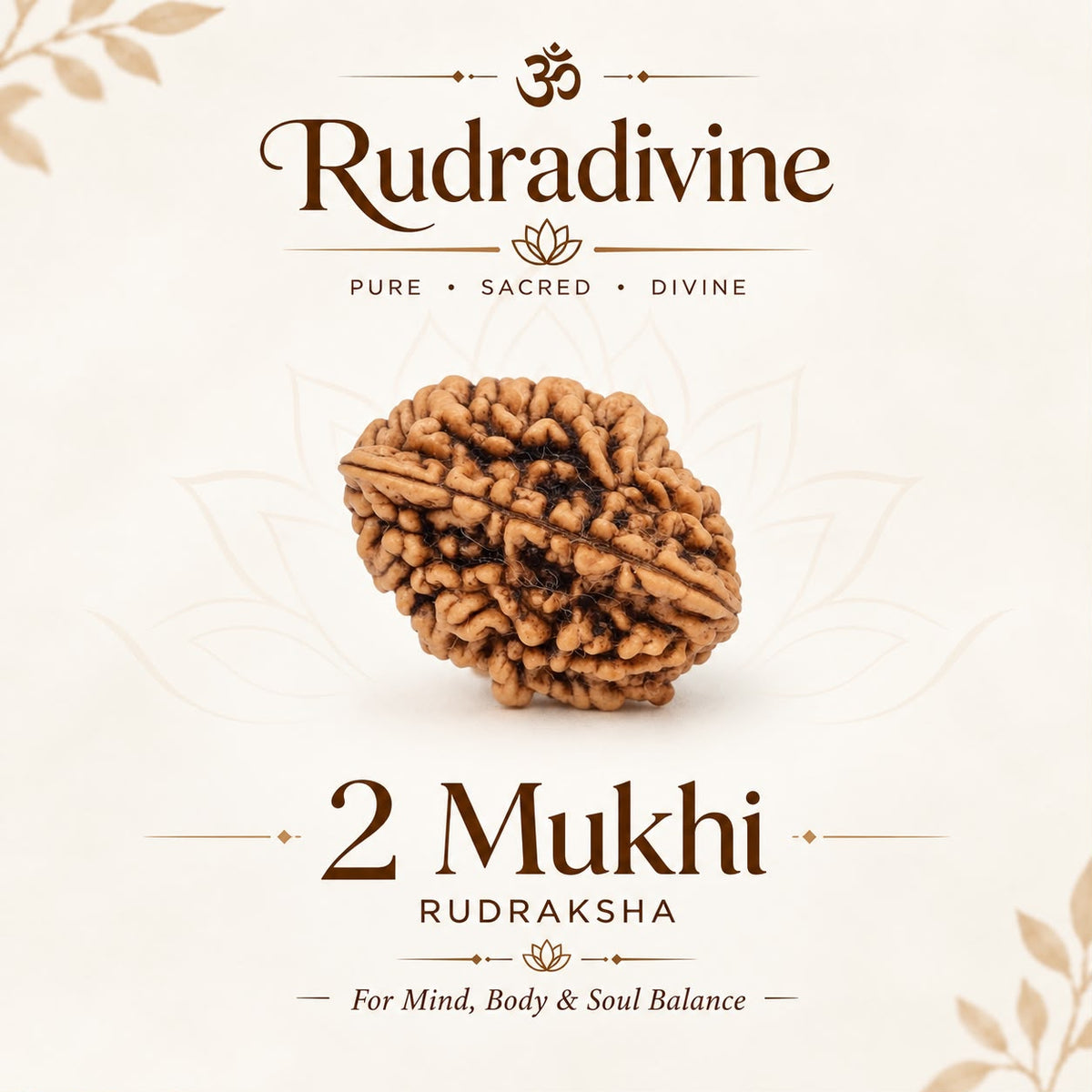 02 Mukhi Rameshwaram Rudraksha