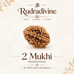 02 Mukhi Rameshwaram Rudraksha