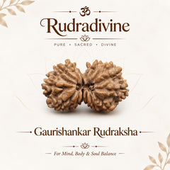 Gauri Shankar Rudraksha