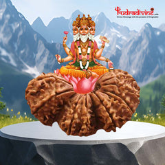 Trijuti Rudraksha