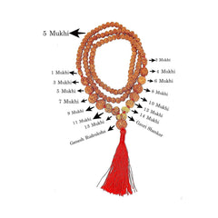 1 to 14 Mukhi Rudraksha with Gauri Shankar kantha