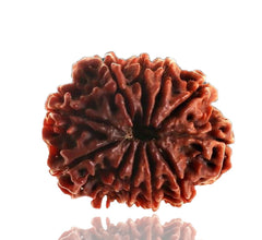 10 Faced Natural Nepali Rudraksha Beads