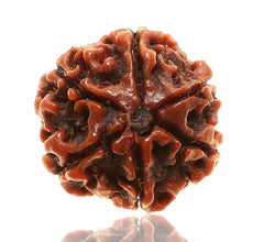 06 Mukhi / Faced Natural Nepali Rudraksha Beads