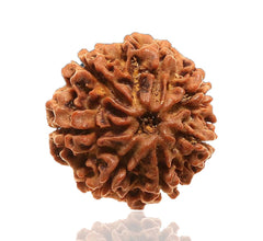 8 Faced Natural Nepali Rudraksha Bead