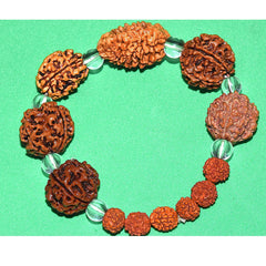 Brown Rudraksh 2 3 4 5 6 7 Mukhi  Beads