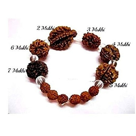 Brown Rudraksh 2 3 4 5 6 7 Mukhi  Beads