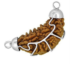 One Mukhi / Faced Half Moon Rudraksha / 1 mukhi caping