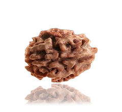 3 Mukhi / Faced Nepali Rudraksha