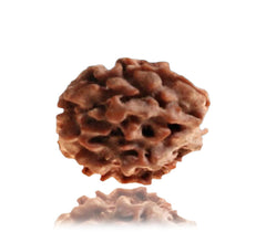 3 Mukhi / Faced Nepali Rudraksha