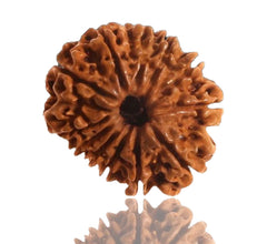 12 Faced Natural Nepali Rudraksha Beads