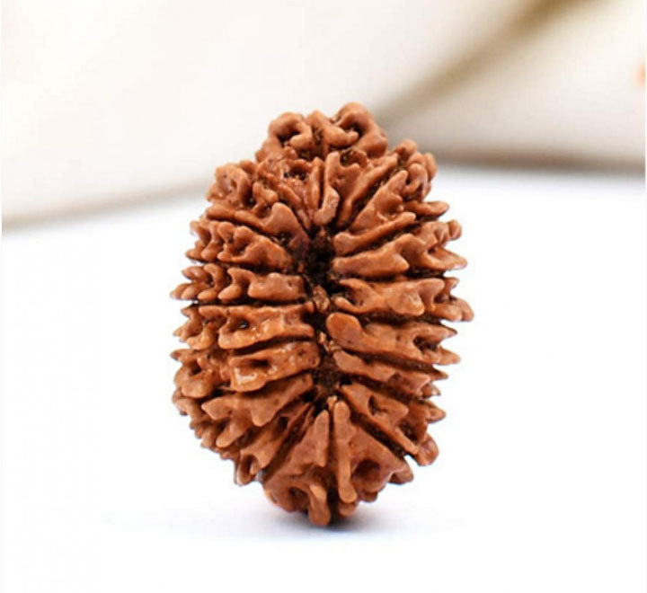 17 Faced Natural Nepali Rudraksha Bead collector