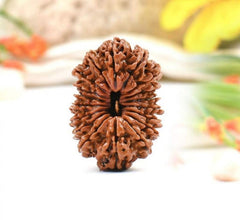 18 Mukhi Nepali Rudraksha Beads