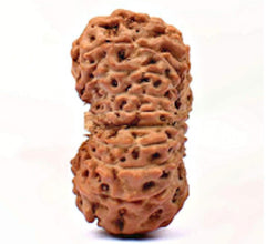 19 Mukhi Nepali Rudraksha Beads