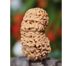 20 Mukhi  Nepali Rudraksha Beads