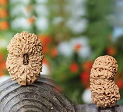 20 Mukhi  Nepali Rudraksha Beads collector