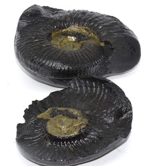 Natural Shaligram Stone