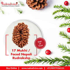 17 Faced Natural Nepali Rudraksha Bead collector