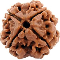 4  face / Mukhi  Nepali Rudraksha